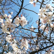 春の陽気の下で咲き始めたさくら