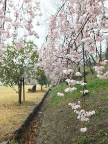 千光寺公園グラウンドのしだれ桜は見ごろを迎えています。