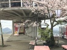 千光寺公園　頂上展望台の桜