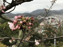 咲きはじめた桜