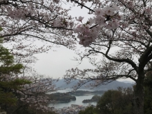 因島公園　第三展望台付近のさくら