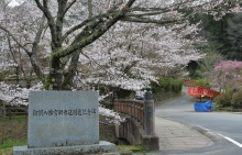 御調八幡宮のさくら