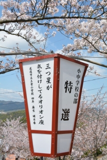 俳句ぼんぼりと桜