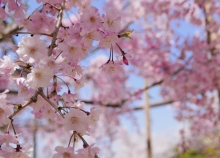 市立美物館前の枝垂桜