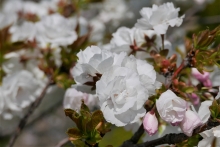 枝垂桜の横に咲いていた八重桜