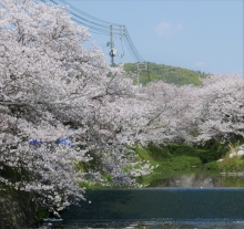 桜土手