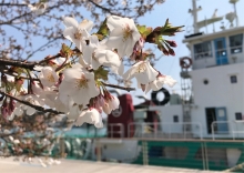 プロムナードの大島桜は一分咲き