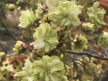 緑色の花を咲かせる御衣黄桜