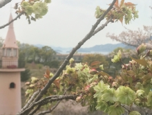 サル山と御衣黄桜