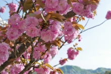 大山寺の八重桜