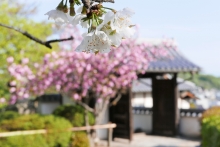 大山寺の桜