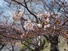 陽当りの良い場所は少し開花している木も