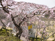 千光寺公園のシダレザクラは満開です