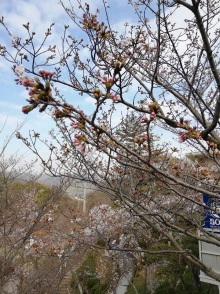 咲き方も場所によりバラつきが