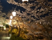 千光寺公園の夜桜