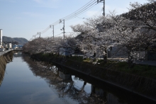 桜土手