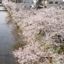 桜土手