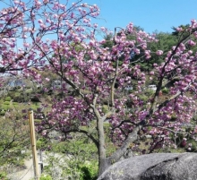 八重桜