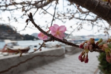 ピンクの花びらが見える蕾も。