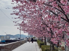 大漁桜