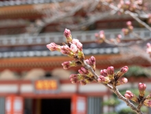 明日にも開花しそうなソメイヨシノのつぼみ