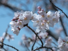 ３分咲きの千光寺公園のソメイヨシノ