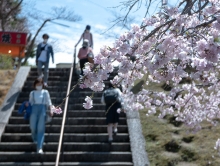 見頃を迎えた市立美術館前のシダレザクラ