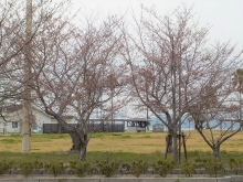 瀬戸田サンセットビーチは開花までしばらくかかりそうです