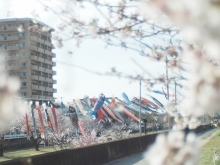 東尾道駅そばの黒崎水路では桜とこいのぼりが楽しめます