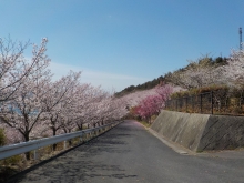 シトラスパーク