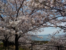 シトラスパーク