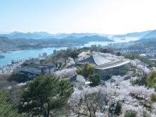 新展望台から見た千光寺公園のさくら