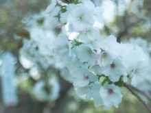 大島桜は旧西展望台そばです