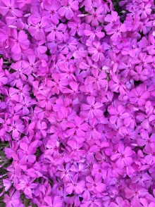 千光寺公園の芝桜