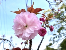 千光寺公園の八重桜