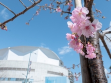 尾道港の近くの河津桜1