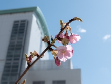 尾道港の近くの河津桜2