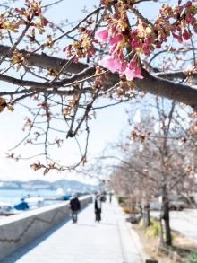 商工会議所の河津桜はまだまだつぼみが目立ちます。