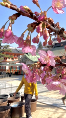 受付横の桜