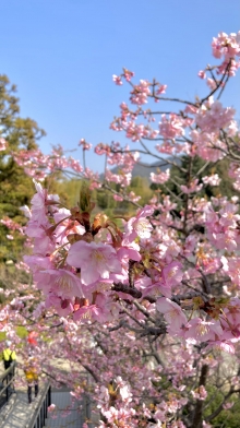 本堂から未来心の丘へ続く途中の河津桜