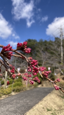 つぼみが膨らみ始めた紅枝垂桜