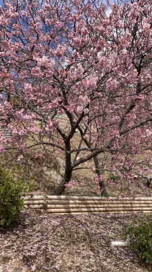 1番に咲く寒桜は散り半ば