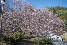 寒桜は満開を少し過ぎました