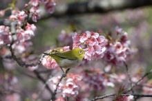 花の中はメジロたちのあそび場になっています