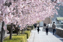 満開を迎えた大漁桜