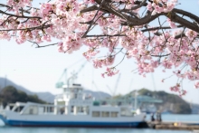 渡船からも桜を楽しむことができます