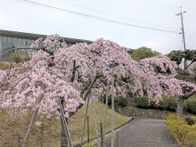 尾道市立美術館そばのシダレザクラは満開を迎えています