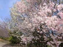 一部の早咲きの桜が見頃を迎えています