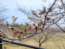 ソメイヨシノのつぼみは今にも咲き出しそうです