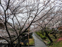 一部の桜はすでに見頃を迎えています